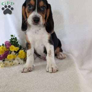 Ross, Beagle Puppy