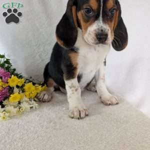 Ross, Beagle Puppy