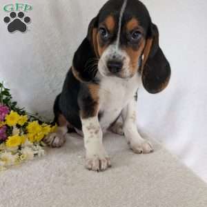 Ross, Beagle Puppy