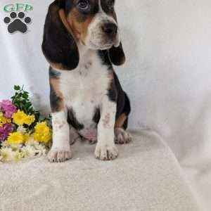 Ross, Beagle Puppy