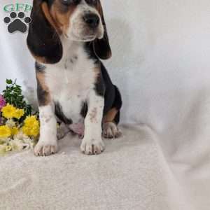 Ross, Beagle Puppy