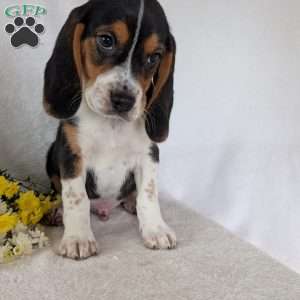 Ross, Beagle Puppy