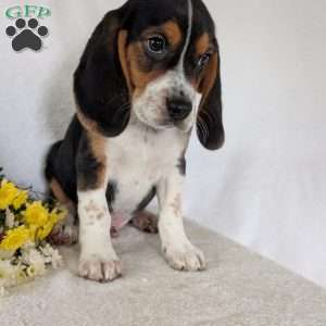 Ross, Beagle Puppy