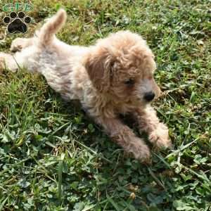 Izzy, Mini Aussiedoodle Puppy