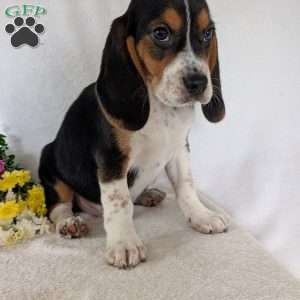 Ross, Beagle Puppy