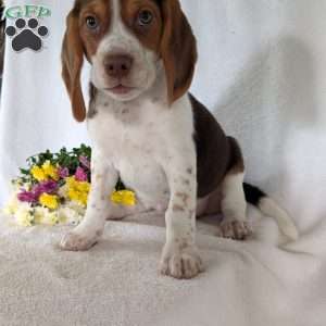 Cash, Beagle Puppy