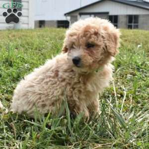 Izzy, Mini Aussiedoodle Puppy