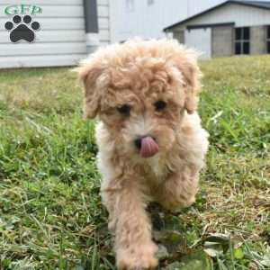 Izzy, Mini Aussiedoodle Puppy