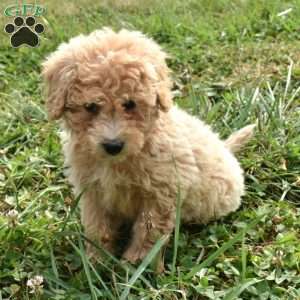 Izzy, Mini Aussiedoodle Puppy