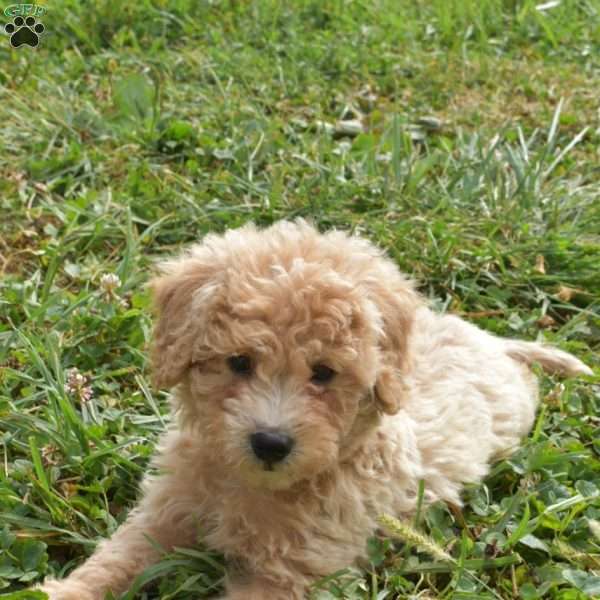 Izzy, Mini Aussiedoodle Puppy