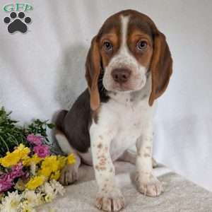 Cash, Beagle Puppy
