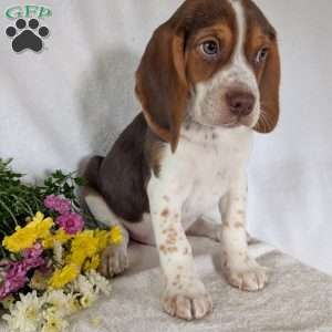 Cash, Beagle Puppy