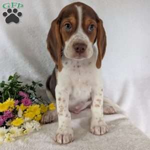 Cash, Beagle Puppy