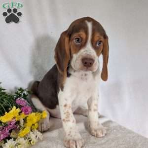 Cash, Beagle Puppy