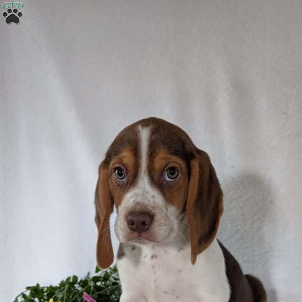 Cash, Beagle Puppy