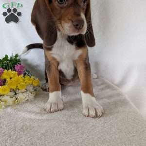 Penny, Beagle Puppy