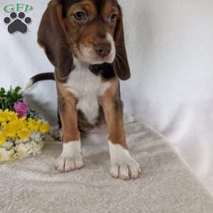 Penny, Beagle Puppy