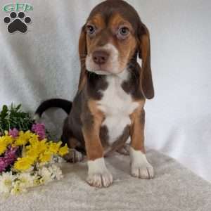Penny, Beagle Puppy