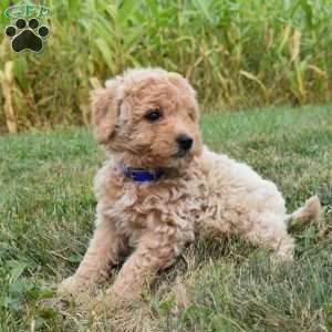 Ike, Mini Aussiedoodle Puppy