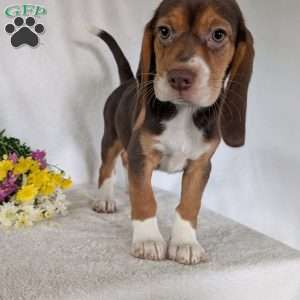 Penny, Beagle Puppy