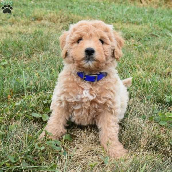 Ike, Mini Aussiedoodle Puppy