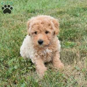 Ike, Mini Aussiedoodle Puppy