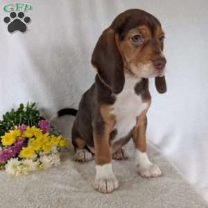 Penny, Beagle Puppy