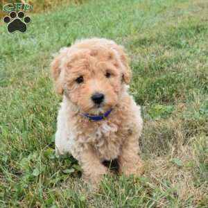 Ike, Mini Aussiedoodle Puppy