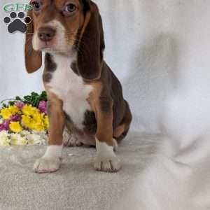 Penny, Beagle Puppy