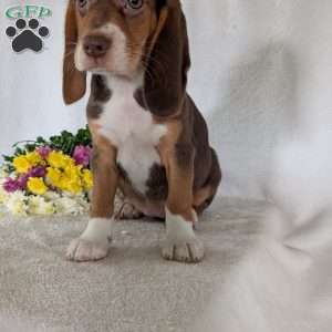Penny, Beagle Puppy