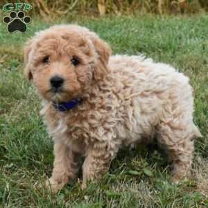 Ike, Mini Aussiedoodle Puppy