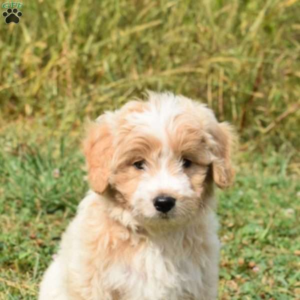 Sam, Mini Aussiedoodle Puppy