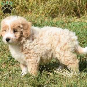 Sam, Mini Aussiedoodle Puppy