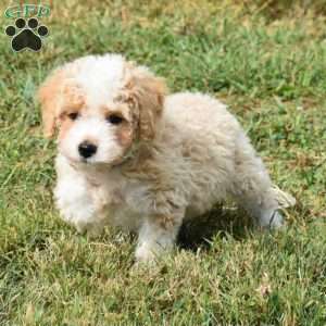 Darla, Mini Aussiedoodle Puppy