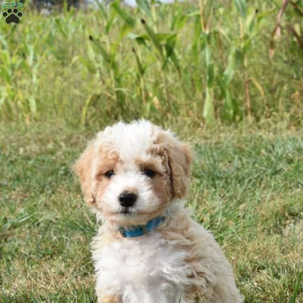 Darla, Mini Aussiedoodle Puppy