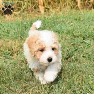 Darla, Mini Aussiedoodle Puppy