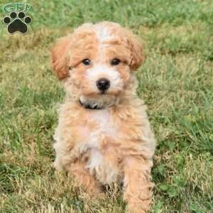 Daisy, Mini Aussiedoodle Puppy