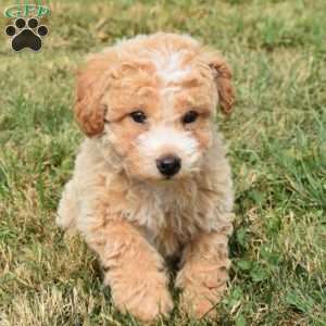 Daisy, Mini Aussiedoodle Puppy