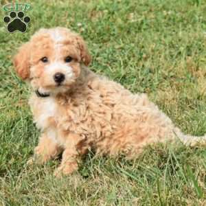 Daisy, Mini Aussiedoodle Puppy