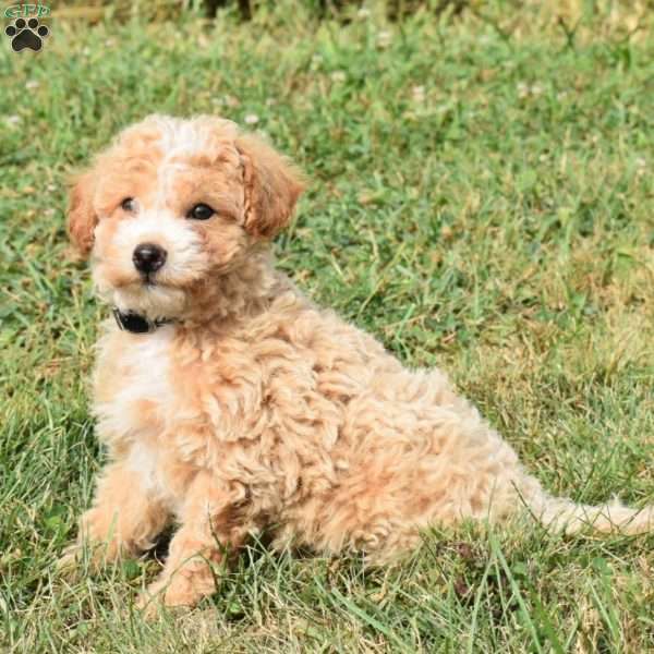 Daisy, Mini Aussiedoodle Puppy