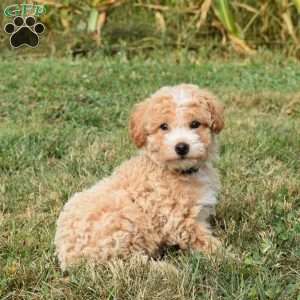 Daisy, Mini Aussiedoodle Puppy