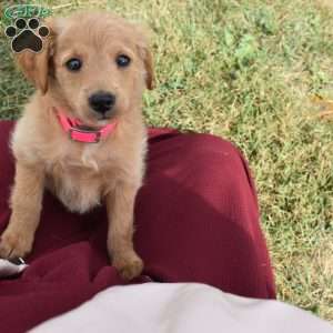 Indy, Mini Aussiedoodle Puppy