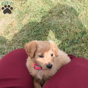 Indy, Mini Aussiedoodle Puppy
