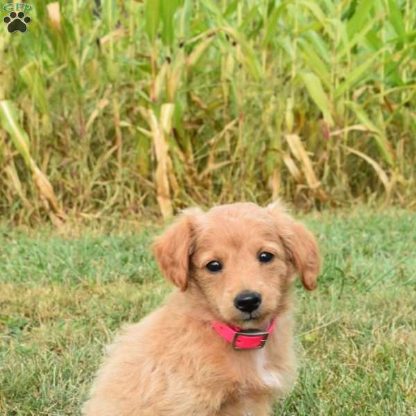 Indy, Mini Aussiedoodle Puppy