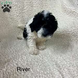 River, Cockapoo Puppy