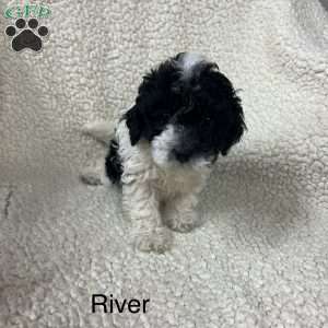 River, Cockapoo Puppy