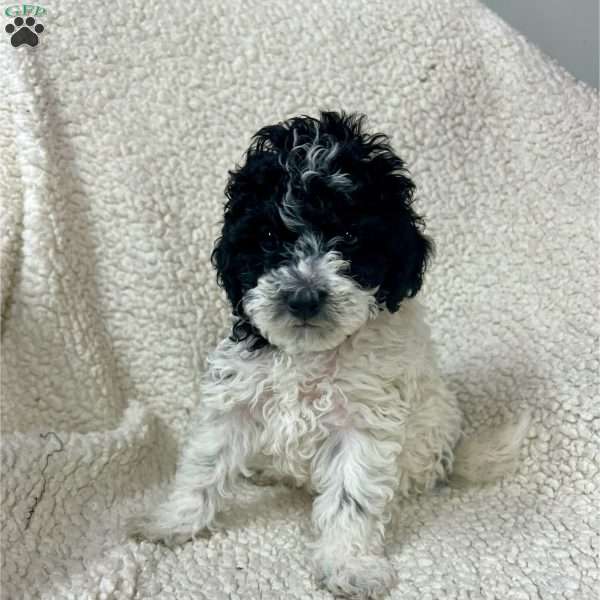 Daisy, Cockapoo Puppy
