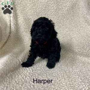 Harper, Cockapoo Puppy
