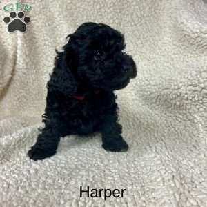 Harper, Cockapoo Puppy