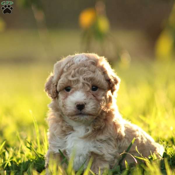 Lucas, Maltipoo Puppy